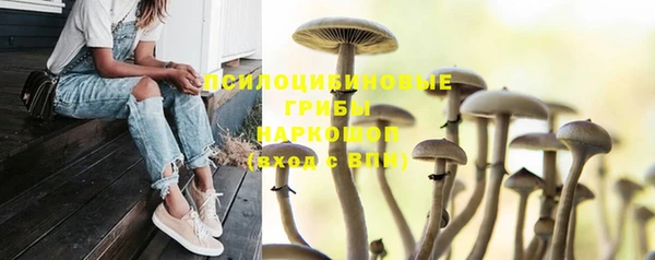 шишки Тавда